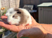 2 baby boy guinea pigs