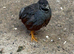 Button quail