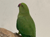 Indian ringneck