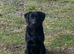 Beautiful 10 month male part trained