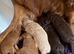 Miniature cockapoo puppies