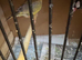 Mixed Finches