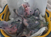 Hand reared babies forsale