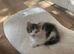 3 mixed breed kittens ready for new loving homes