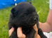 pomeranian teddy bear