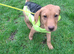 Puppy raising specialist