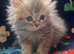 Fluffy Persian kittens