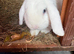 Blue eyed white mini lop