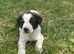 Border collie puppies