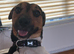 MAXI HANDSOME JACK RUSSELL AVAILABLE FOR STUD