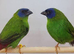 Red & Blue faced 'Hen' Parrot finches Wanted!