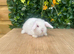 Mini lops Does and bucks