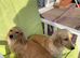 Two adult female Miniature Dachsund cream longhaired