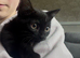 4 beautiful tabby kittens