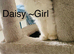 Ragdoll pure breed rare lilac point kittens