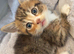 Beautiful tabby