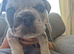 French bulldog x English bulldog