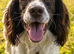 Gorgeous Workingline-Bred Springer Spaniel Girl Needs 5* Home ASAP