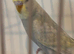 Baby pastel rainbow budgie ring number 16 2026 rung