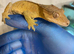 CRESTED GECKOS