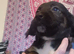 F1 beautiful sprocker puppies