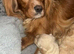 BEAUTIFUL F1 CAVAPOO PUPPIES EXTENSIVELY HEALTH TESTED PARENTS