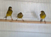 3 raza canaries looking for new home