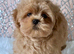 Stunning Asian Shihpoo puppies