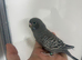 Black mutation budgies