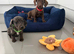 Miniature Dachshund Puppies