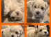 5 week old beautiful maltipoo puppies