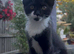 Beautiful female kitten, 13 weeks old