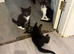 5 beautiful kittens for sale READY TO LEAVE