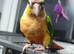 Hand reared male greencheek conures ready to go
