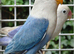 Pair of lovebirds