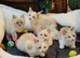 5 mixed ragdolls
