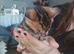 Butiful bengal kittern