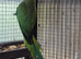 Indian ringneck girl