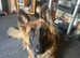 belgian malinois mix german shepherd