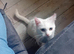 2 beautiful white fluffy kittens and one grey tabby