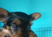 Minature yorkie pups for sale