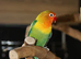 Baby Love birds available,10
