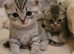 Scottish fold kittens