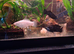 tanks & fish