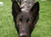 German shepherd stud
