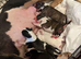 English bull terrier pups