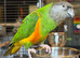 Senegal parrot