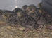 Button quail chicks