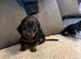 Black and Tan Miniature dachshund Puppy