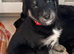 Beautiful family raised Husky x Springador Puppies